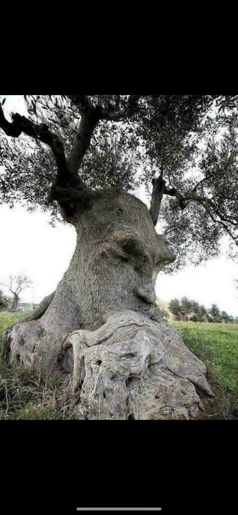 Ein 2000 Jahre (alt) Olivenbaum in Aqulien/Süditalien. Er wird von den Einheimischen liebevoll „The Thinking Tree“ genannt.