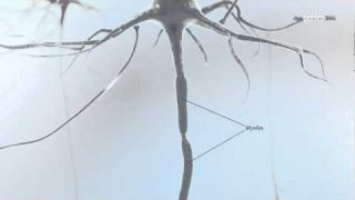 Neurone: Bausteine des Denkens