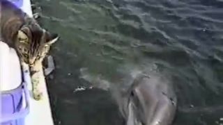 BERUSSA - Cat and Dolphins playing together | Facebook